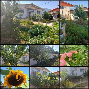 شاداب سازی محوطه کتابخانه